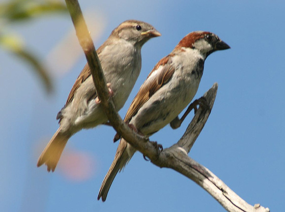 Good Morning House Sparrows recover and make a comeback 01