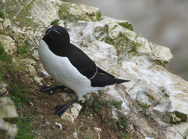 Razorbill EF7A3424