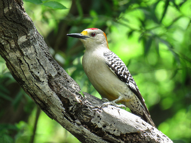 Day 6, Golden-fronted Woodpecker male