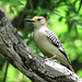 Day 6, Golden-fronted Woodpecker male