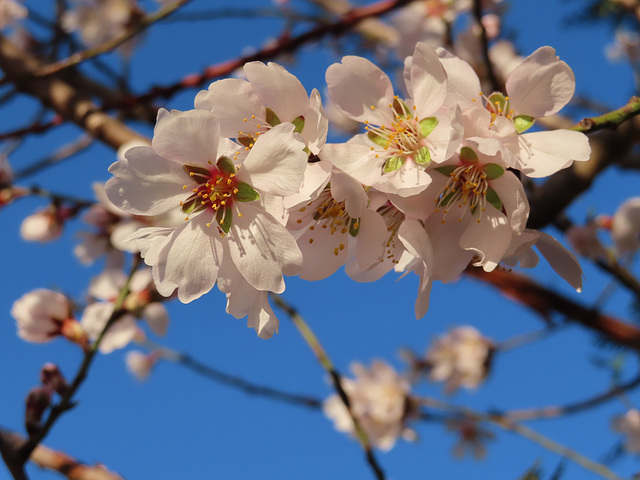 Flor de almendro, 1