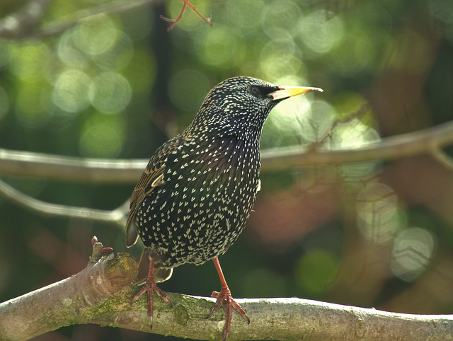Super Starling!!