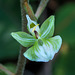 Ponthieva racemosa (Shadow-witch orchid)