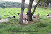 Who are ewe looking at? - Bishopstone - 7 8 2021