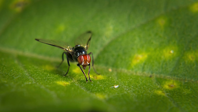 Die Rotstirnige Schmuckfliege (Seioptera vibrans) hab ich entdecken können :))   I was able to discover the red-fronted jewel fly (Seioptera vibrans) :))  J'ai pu découvrir la mouche bijou à front rou