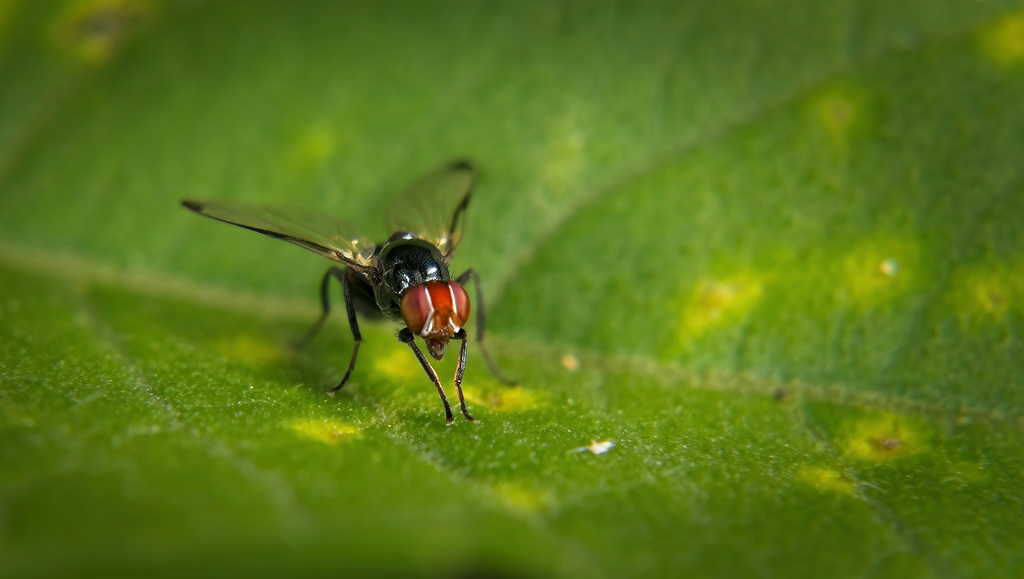 Die Rotstirnige Schmuckfliege (Seioptera vibrans) hab ich entdecken können :))   I was able to discover the red-fronted jewel fly (Seioptera vibrans) :))  J'ai pu découvrir la mouche bijou à front rouge (Seioptera vibrans) :))