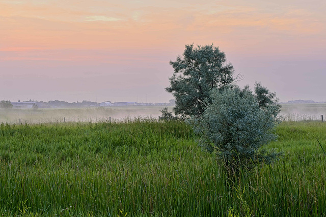 trees at sunrise