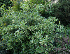 Pittosporum truncatum