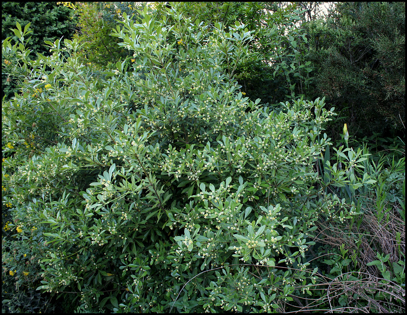 Pittosporum truncatum