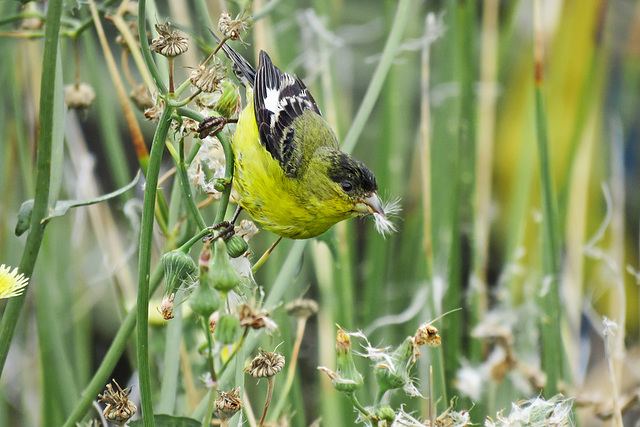 Lesser Goldfinch (Male - Western Form)