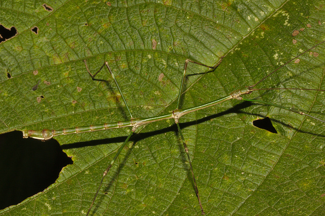 IMG 8096stickinsectmale