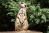 20150911 8875VRAw [D~HF] Erdmännchen (Suricata suricatta), Tierpark, Herford