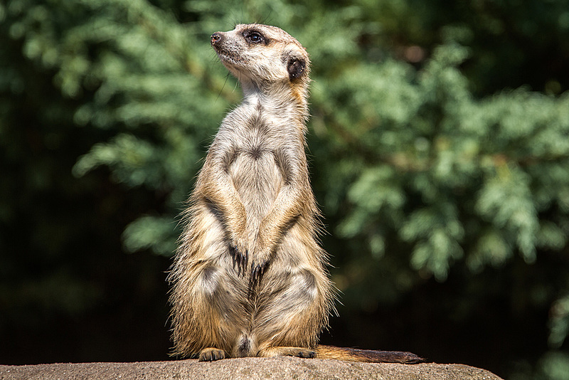 20150911 8875VRAw [D~HF] Erdmännchen (Suricata suricatta), Tierpark, Herford