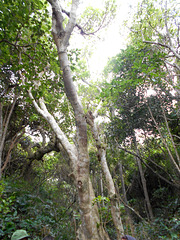 DSCN1261 - figueira-mata-pau ou muirapinima Coussapoa microcarpa, Urticaceae