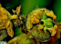 Going to seed