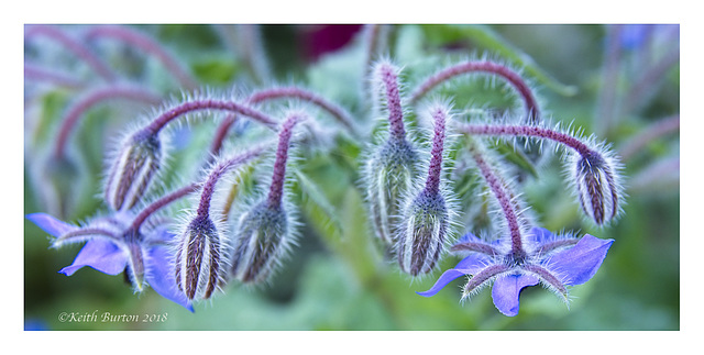 Borage