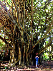 Man compared to Banyan