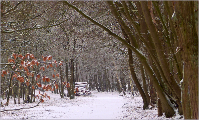 Snowy Wood...