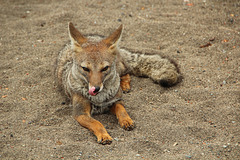 Chilean grey fox