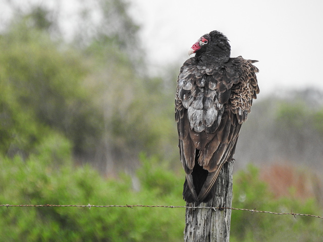 Day 2, Turkey Vulture / Cathartes aura