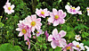 My Japanese Anemone looking great after the rain