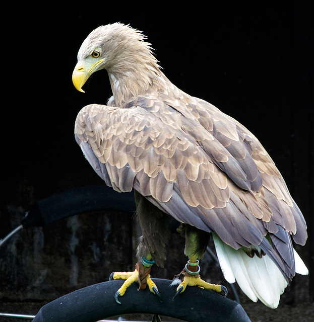 Cheshire falconry (10)