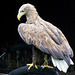 Cheshire falconry (10)
