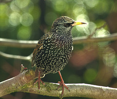 Super Starling!!