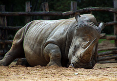 Fais dodo rhino mon p'tit père , fais dodo t'auras du lolo   ......