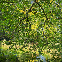 Green Canopy