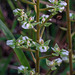 Ponthieva racemosa (Shadow-witch orchid)