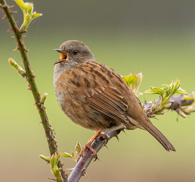 Dunnock