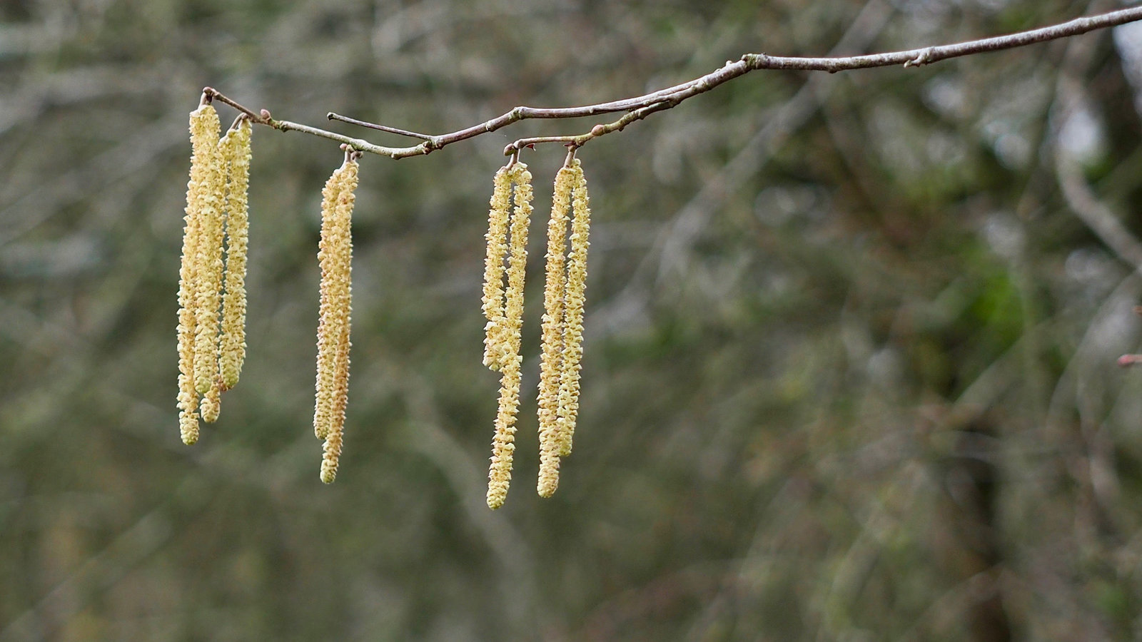 Out on a limb