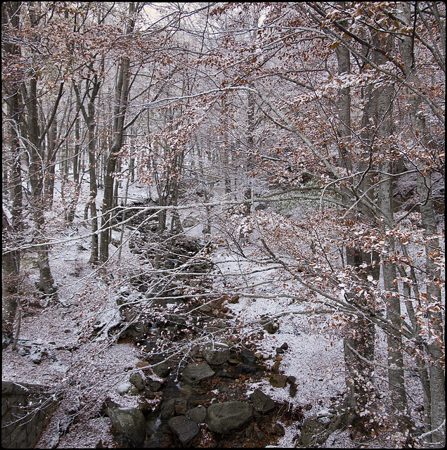 El bosc farinós