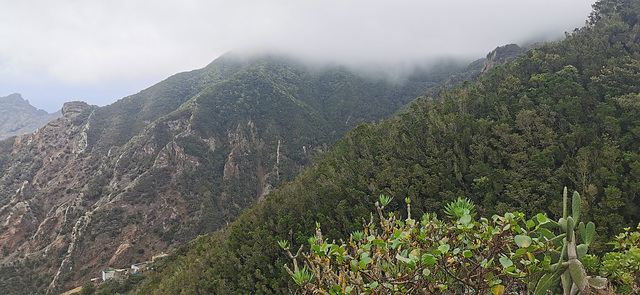 Anaga Nebelwald auf Teneriffa