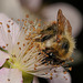 Biene in Brombeere