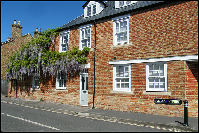 wisteria in Jericho