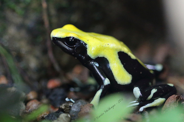 Färberfrosch (Zoo Zürich)