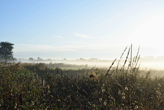 Morning mist