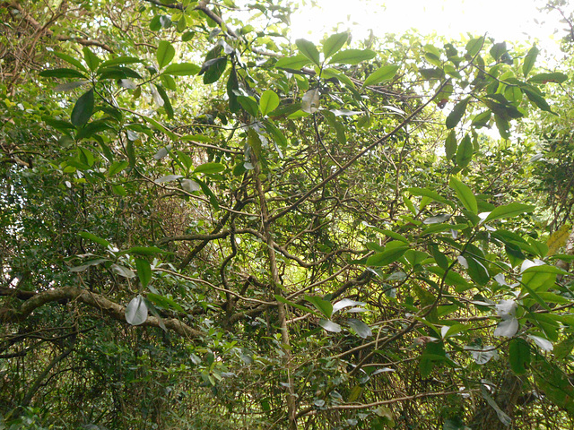DSCN1262 - capororocão Myrsine (ex-Rapanea) umbellata, Mysinaceae