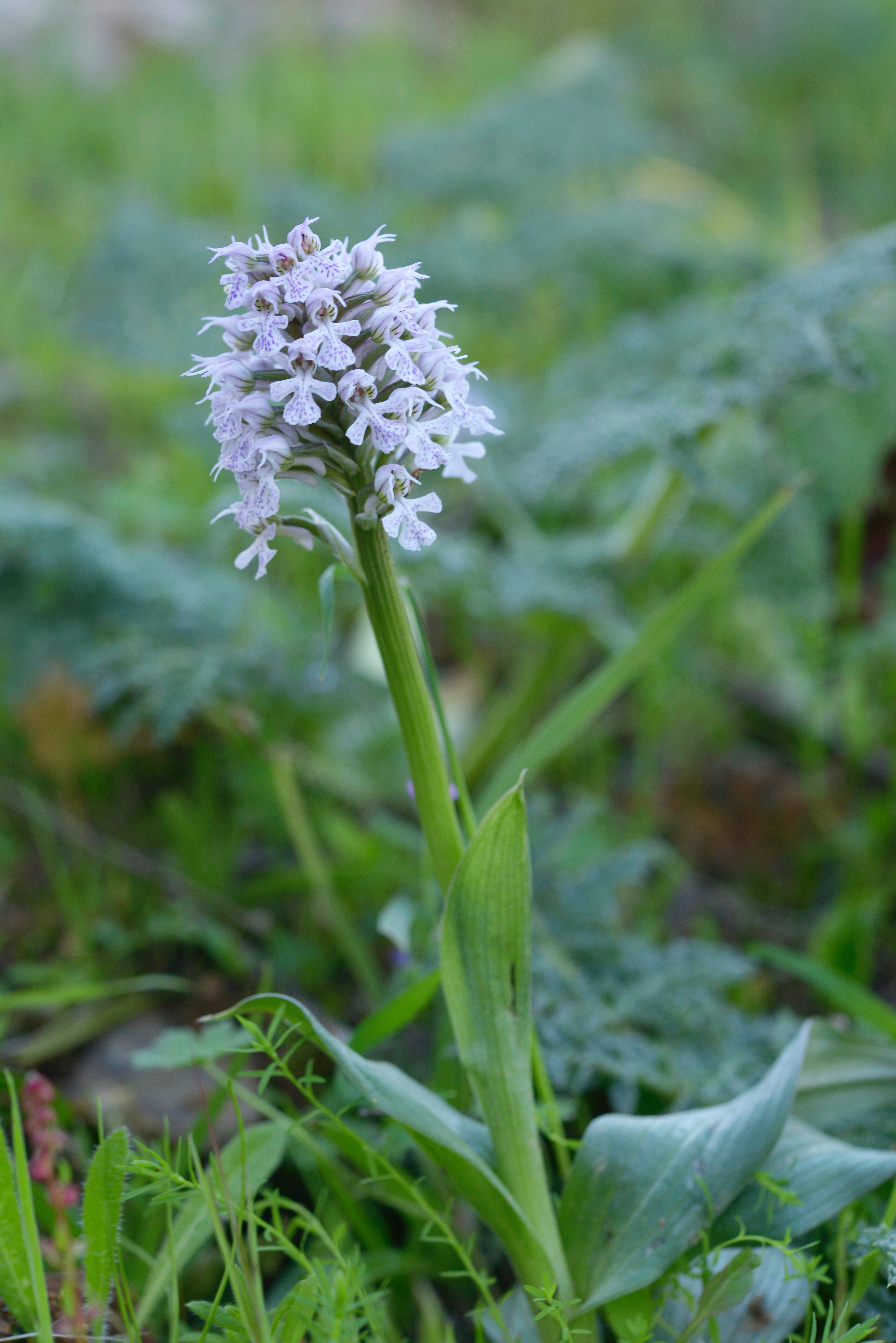 Anacamptis pyramidalis