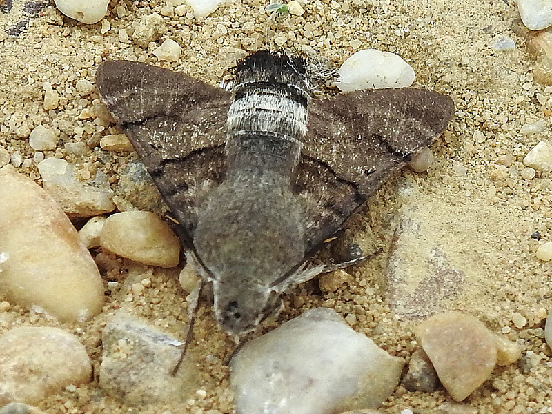 20170520 1701CPw [A] Taubenschwänzchen (Macroglossum stellatarum), Neusiedler See
