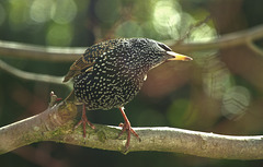 Super Starling!!