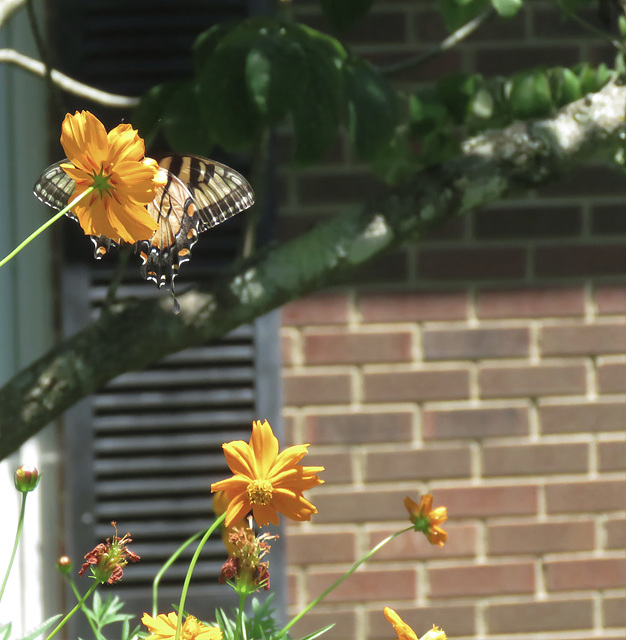 Eastern Tiger SwallowTail -