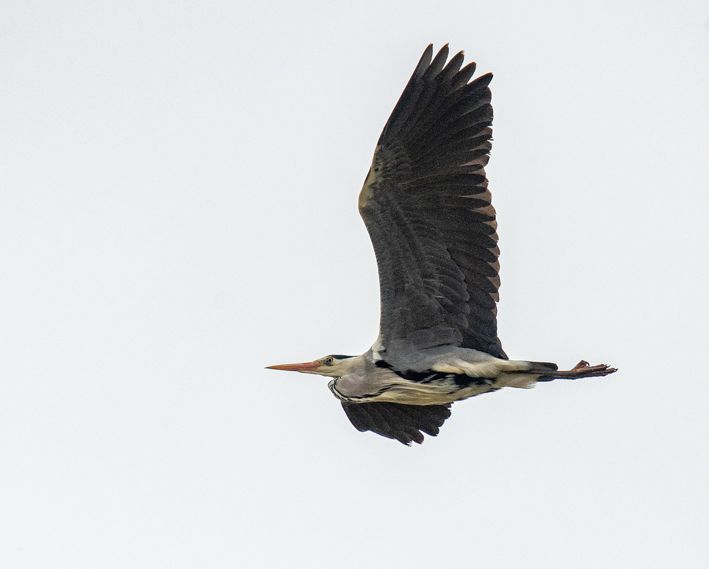 Heron