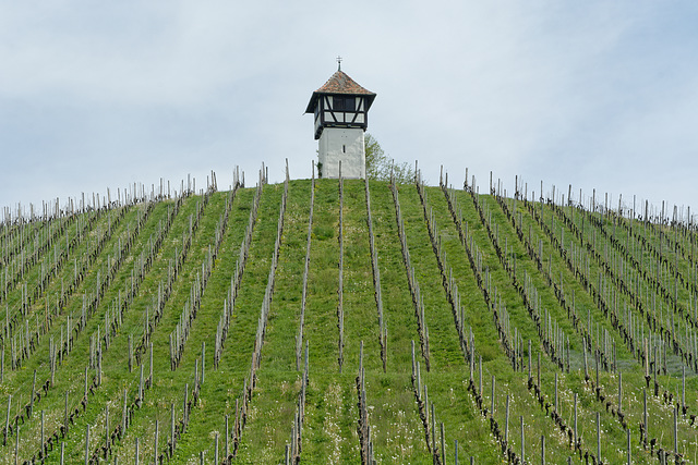 Vignoble à Meersburg (D)