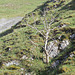ppd[25] - Dovedale {2 of 3}