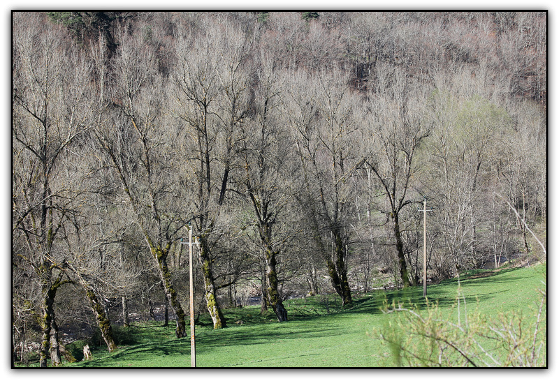 Peupliers en bord de rivière