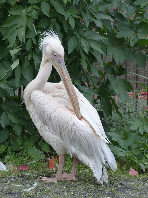 Eastern White Pelican (R4) - 16 October 2015