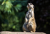 20150911 8876VRAw [D~HF] Erdmännchen (Suricata suricatta), Tierpark, Herford